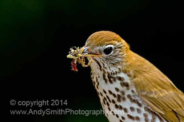 Wood Thrush with a Mouthful
